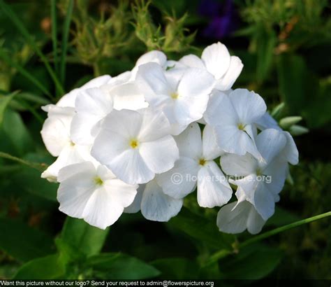 White Garden Phlox Phlox Paniculata White Admiral