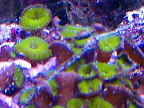 Dinoflagellates? | Reef2Reef