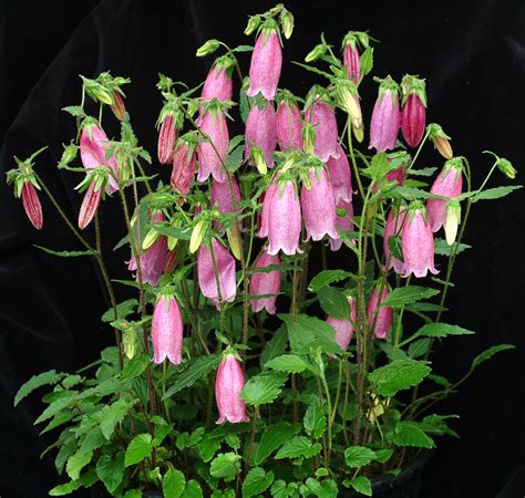 Campanula ‘Bowl of Cherries’ | TERRA NOVA® Nurseries, Inc.