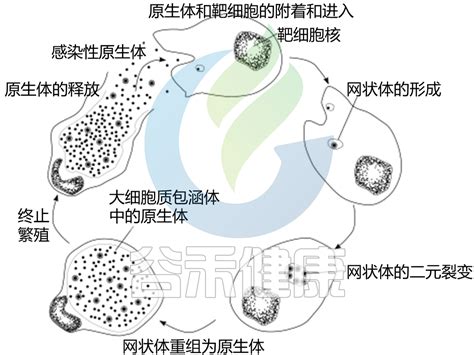 衣原体感染——原因、症状、治疗及预防阴道感染衣原体沙眼 健康界