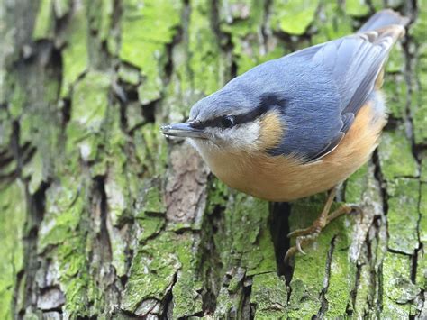 Burung Nuthatch Eurasia Pohon Foto Gratis Di Pixabay Pixabay