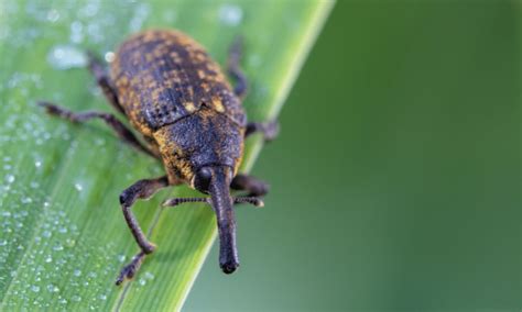 What Does A Vine Weevil Look Like Photos Included Pests Banned