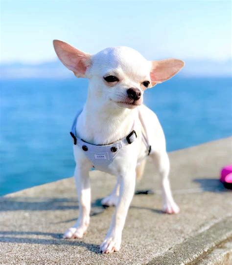 White Chihuahua: The Quintessential Supreme Toy Dog