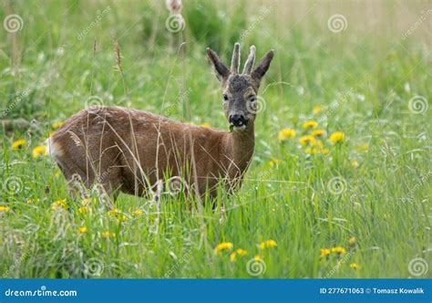 Roe Deer Stand In A Meadow Stock Image Image Of Glade 277671063