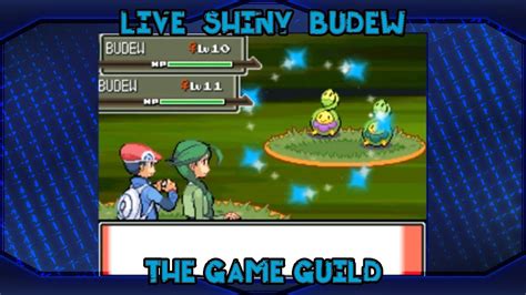 Live Shiny Budew In Platinum Phase In Eterna Forest Youtube