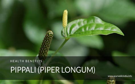 Pippali (Piper Longum) Health Benefits -Uses of Powder- Rasayana & Side ...