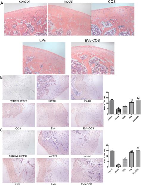 Hematoxylin Eosin He Staining Analysis And The Expressions Of