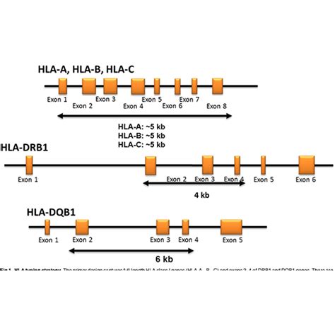 HLA DNA Typing High Resolution By Next Generation Sequencing NGS Test