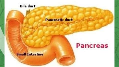 sistem alimentari manusia  emaze