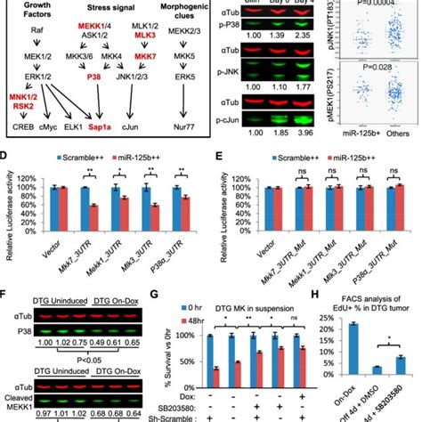 Pdf Mir B Can Enhance Skin Tumor Initiation And Promote Malignant