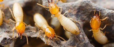 Why Does Every Home Need An Annual Termite Inspection Mick S Pest