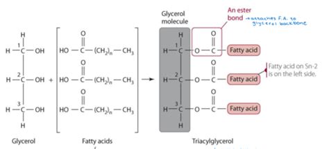 4 Lipids And Lipid Digestion Flashcards Quizlet