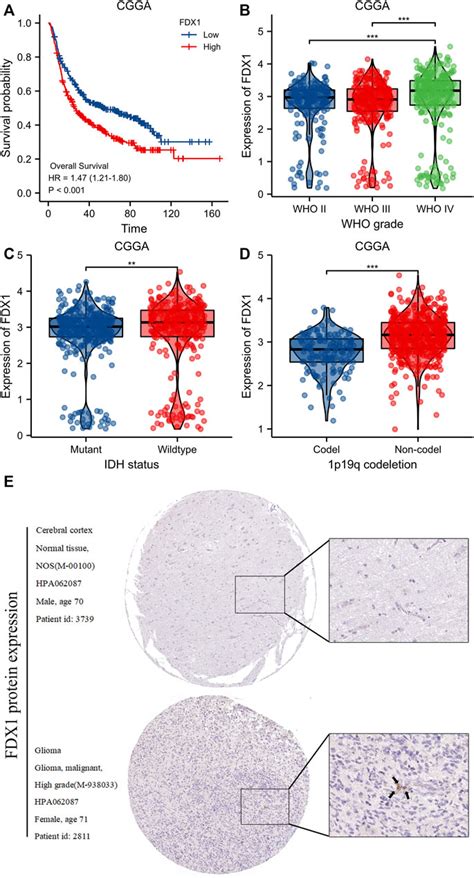 Frontiers A Novel Prognostic Signature Of Cuproptosis Related Genes