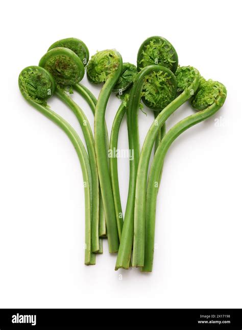 fiddlehead (Ostrich fern), Japanese delicious wild vegetables isolated on white background Stock ...