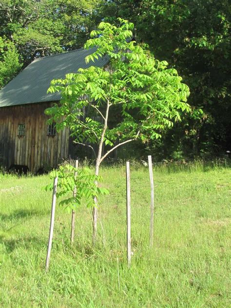 The walnut tree - The Vermont Journal & The Shopper