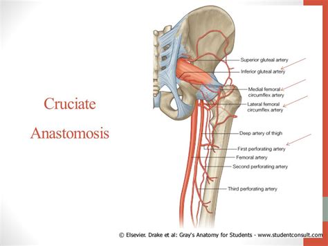 Cruciate Anastomosis Diagram