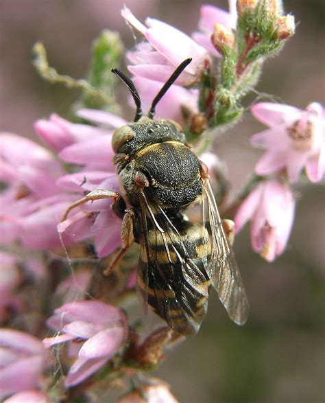 Epeolus Cruciger Male Hartlebury Common Staffordshire Flickr