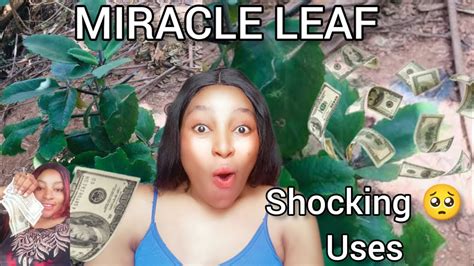 MIRACLE LEAF Will Make You Rich And Protected Miracle Leaf Spiritual