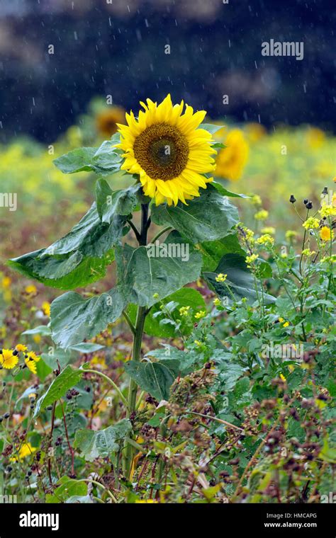 Sunflower in the rain Stock Photo - Alamy