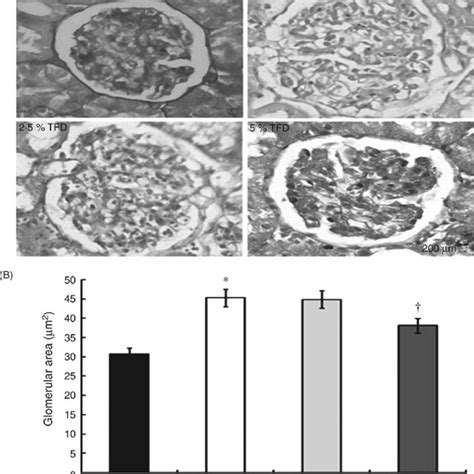 MRNA Expression Of Chondroitin 4 O Sulfotransferase C4ST 1 Dermatan