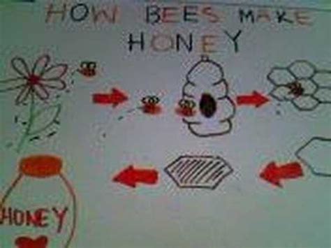 Science How Bees Make Honey YouTube