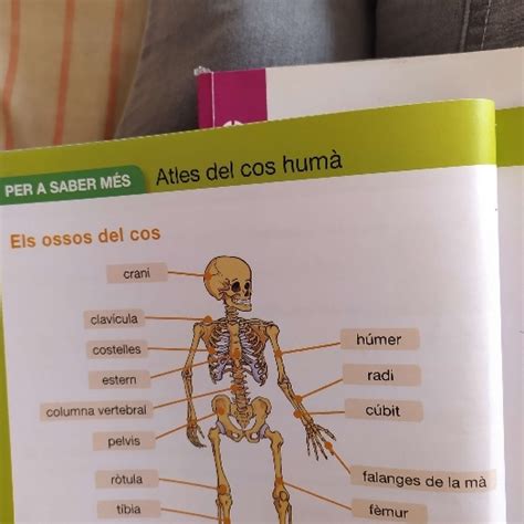 Els Ossos Del Cos 2 Primaria