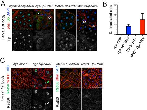 E2F/Dp inactivation in fat body cells triggers systemic metabolic ... 