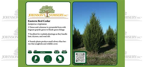 Eastern Red Cedar Johnsons Nursery Kb