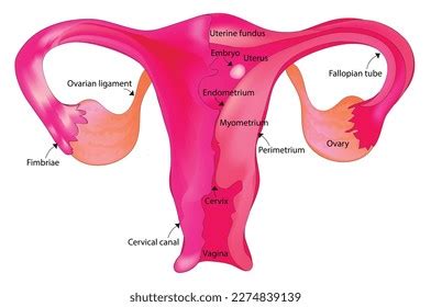 Labeled Anatomy Female Reproductive System Stock Vector (Royalty Free) 2274839139 | Shutterstock