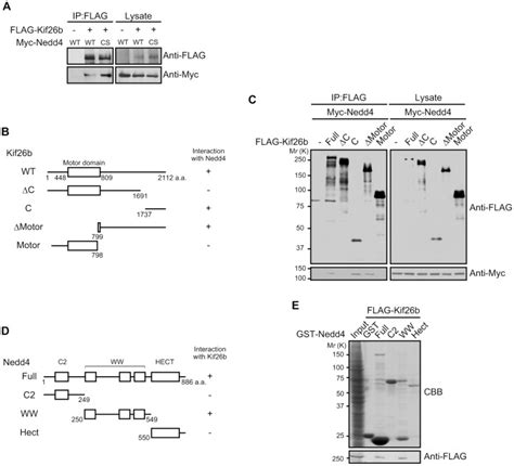 A Hek293 Cells Were Transfected With The Indicated Constructs