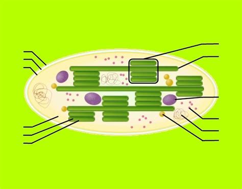 Chloroplast (Advanced) Quiz