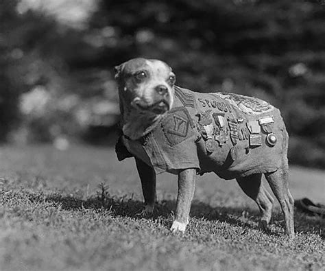 Six Incredible Roles Performed By Dogs In World War I World War I