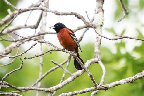 Orchard Oriole