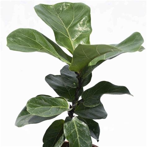 Ficus Pandurata Th Plantas