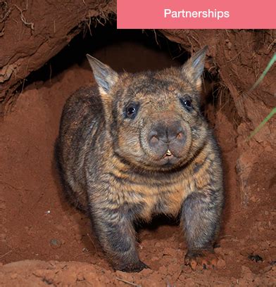 Collaboration To Save Northern Hairy Nosed Wombat Mirage News