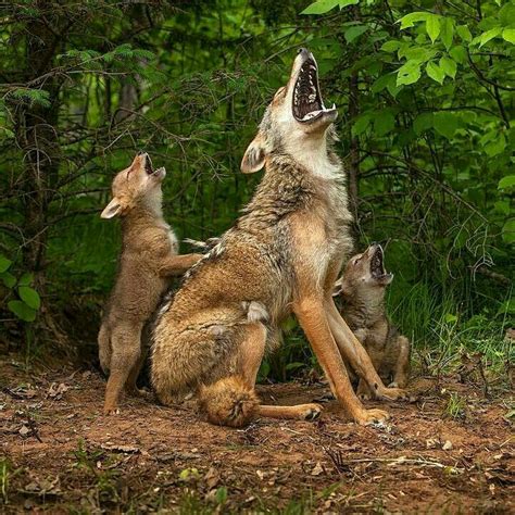 First howling lesson for coyote pups | pleasedontaskalice