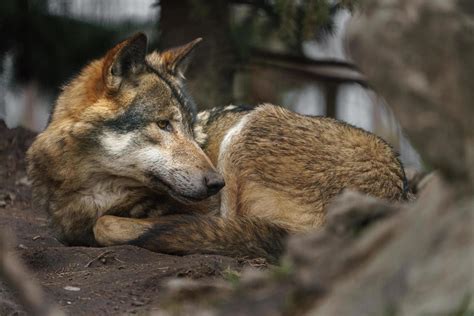 Eurasian Wolf Resting 7393411 Stock Photo At Vecteezy