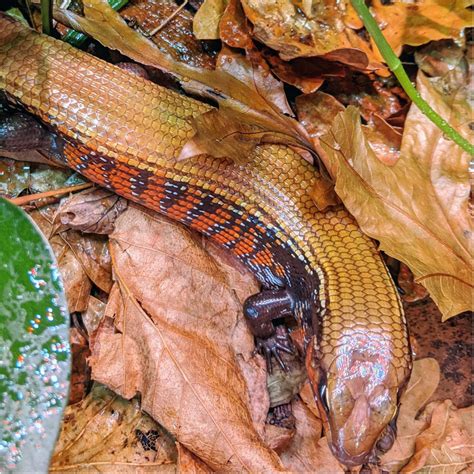 Fire Skink Care Aquariums West