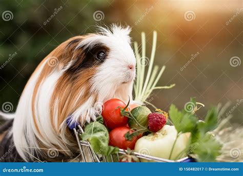 Guinea pig and fruits stock image. Image of closeup - 150482017