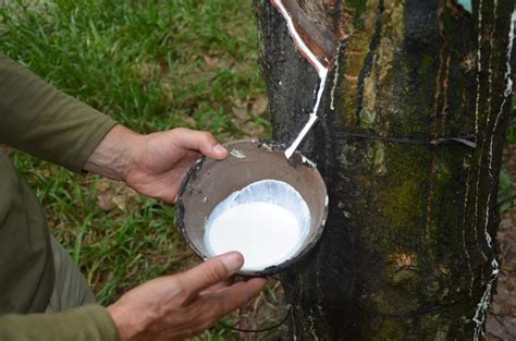 Rubber production in Vietnam - Where are Sue & Mike?