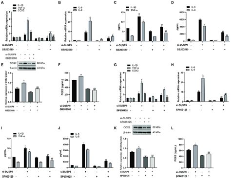 The Role Of P38 And Jnk In Dusp9 Sirna Induced Expression Of