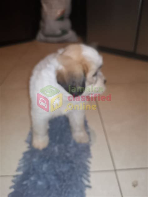 For Sale: Shih Tzu Pomeranian Puppies - Portmore