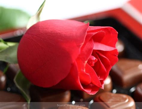 Rose Day 2022 History And Significance Of Rose Colors