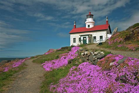 Spring Bloom Of Ice Plant Around Battery Point Lighthouse Photograph