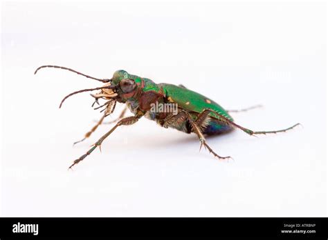 Green Tiger Beetle Stock Photo - Alamy