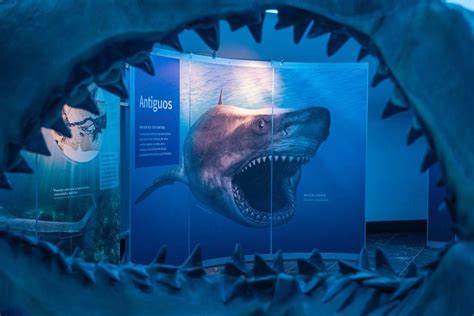 Tiburones, The New Expo At The Museo de Historia Natual