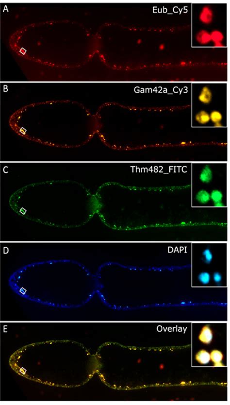 Fig S Fluorescence In Situ Hybridization Fish With Probes