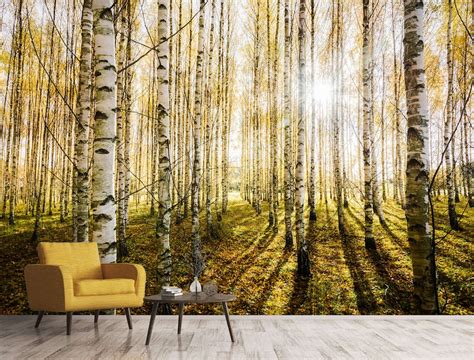 Birch Grove Sunlight Wall Mural Peel And Stick Wallpaper Birch Tree