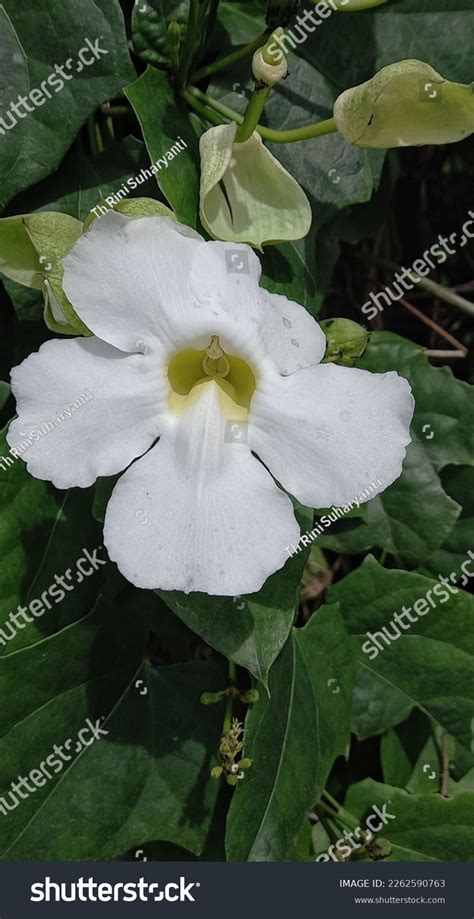 Closeup White Thunbergia Grandiflora Acanthaceae Form Stock Photo ...