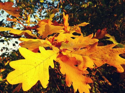 Yellow Oak Leaves Stock Image Image Of Leaves Tree 139734761